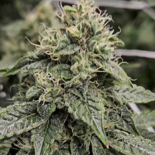 Sweatband OG Regular Cannabis Seeds by Karma Genetics