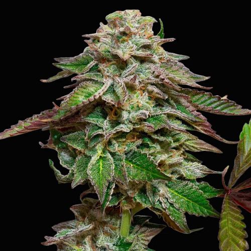 Blue Gem Feminized Cannabis Seeds by Paradise Seeds