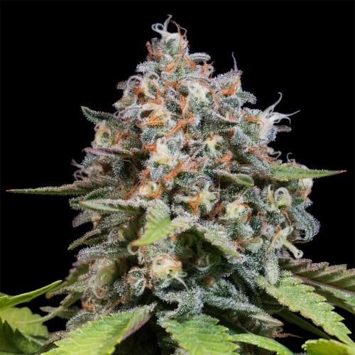Highway 66 Feminized Cannabis Seeds by Paradise Seeds