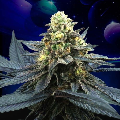 Blue Peach Feminized Seeds Perfect Tree 