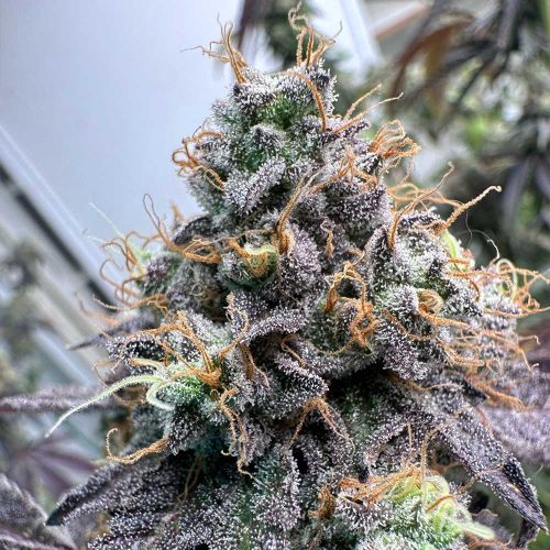 Pina Colada Feminized Cannabis Seeds The Plug Seedbank 