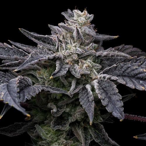 Pink Runtz x Hollywood Feminized Cannabis Seeds by Cookies 