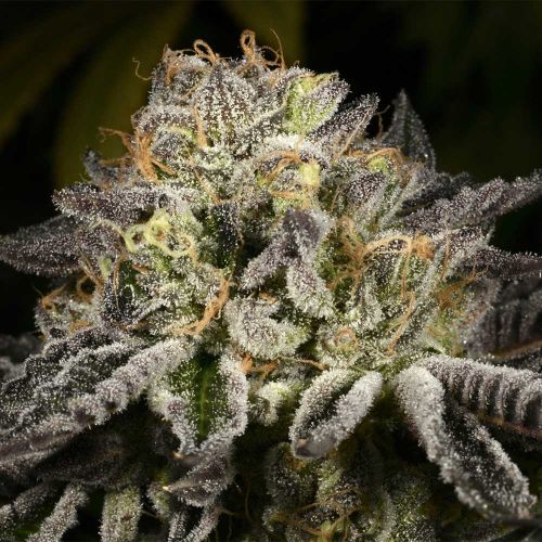 Purp Skurp Feminized Cannabis Seeds Archive Seed Bank