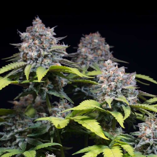 Highway 66 Feminized Cannabis Seeds by Paradise Seeds
