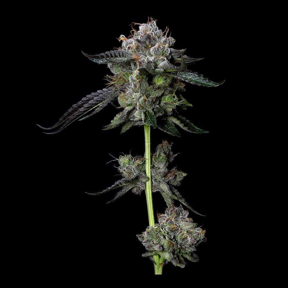 FOUR PROPHETS FEMINIZED CANNABIS SEEDS DNA GENETICS