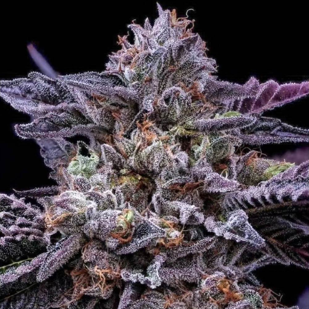 Fabulozo Feminized Cannabis Seeds by StarFire Genetix