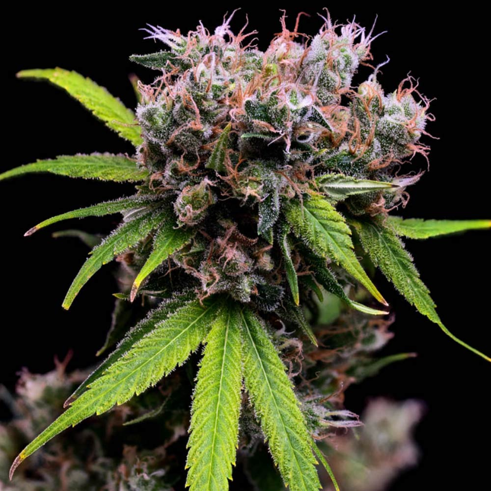 Golden Pineapple S1 Feminized Cannabis Seeds Green Bodhi Wholesale