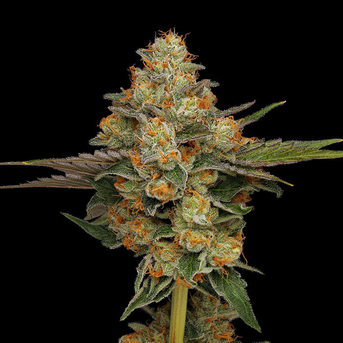 Northern Afghani Lights Green Bodhi Regular Cannabis Seeds Wholesale