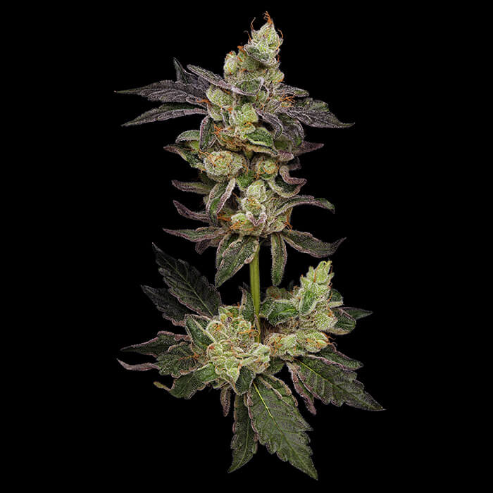 Northern Runtz Green Bodhi Regular Cannabis Seeds Wholesale