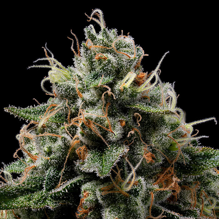 Northern Afghani Lights Green Bodhi Regular Cannabis Seeds Wholesale