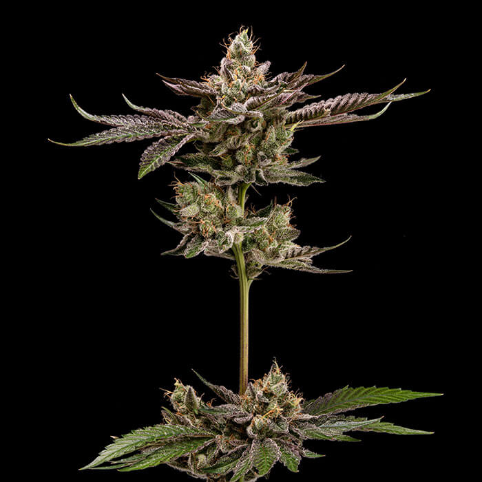 Northern Lemons Green Bodhi Regular Cannabis Seeds Wholesale