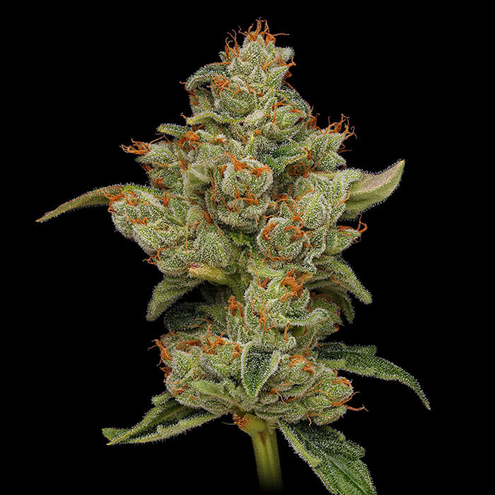 Sour Best Afghani Green Bodhi Regular Cannabis Seeds Wholesale