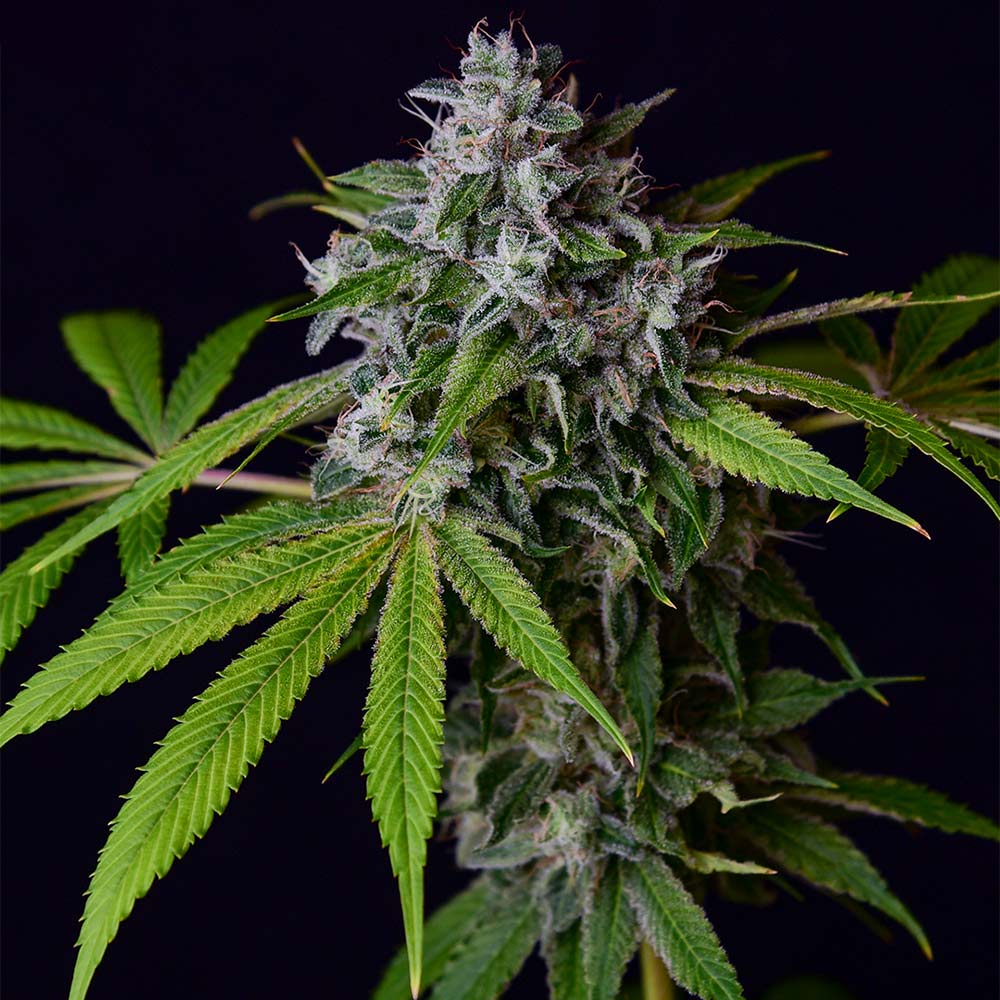 Tenzin Chem 78 Regular Cannabis Seeds Green Bodhi Wholesale