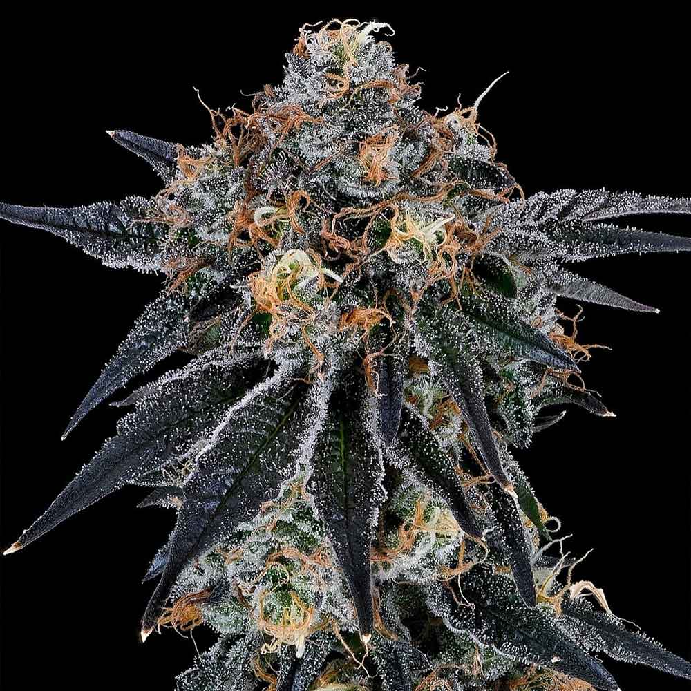 Blue Fumez Feminized Cannabis Seeds by Grounded Genetics