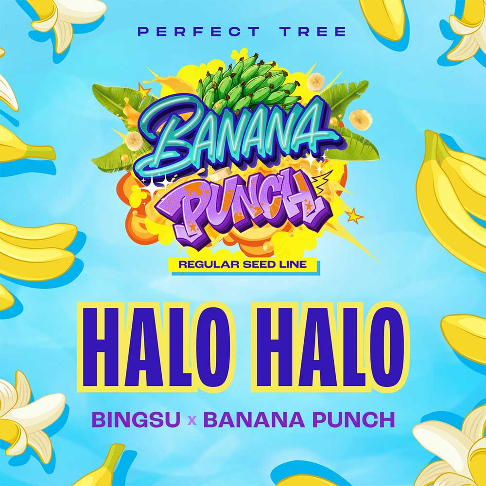 HALO HALO REGULAR CANNABIS SEEDS BY PERFECT TREE