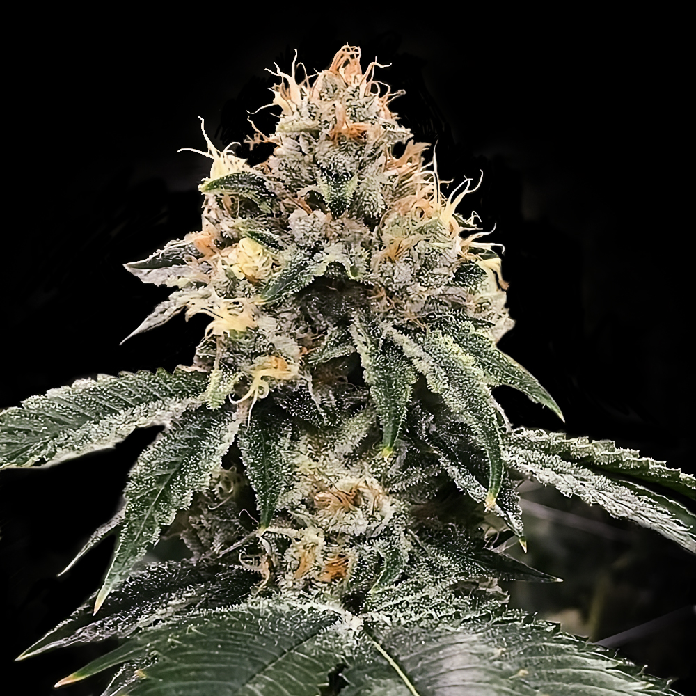 HG23 AKA MICHAEL JORDAN FEMINIZED CANNABIS SEEDS DNA GENETICS