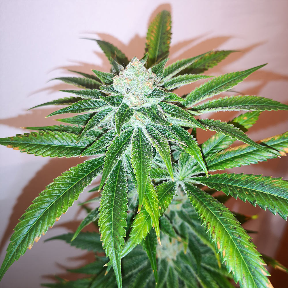 Honey Gas Female Cannabis Seeds by Old School Genetics Wholesale