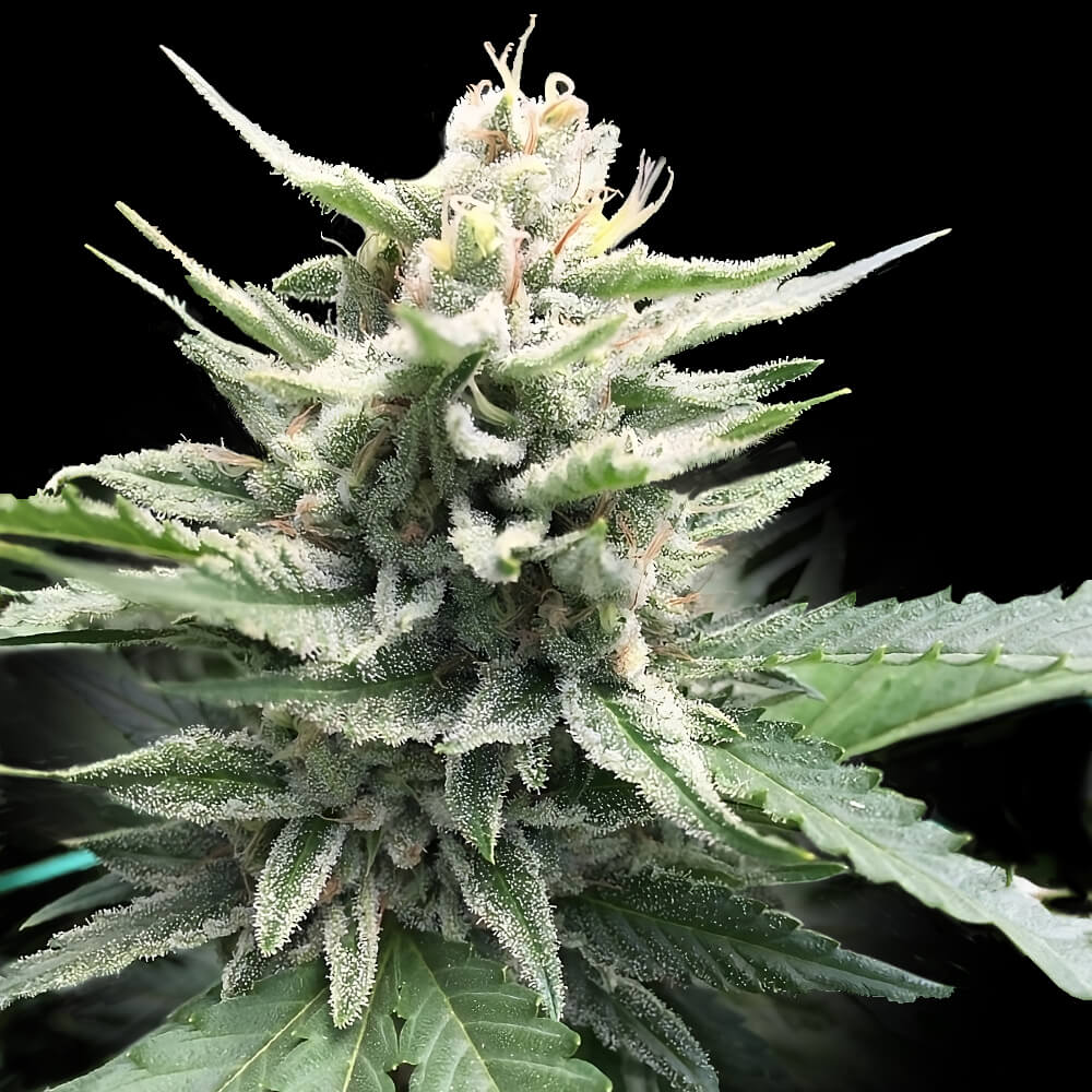 HONEY BANANA S1 FEMINIZED CANNABIS SEEDS BY DNA GENETICS