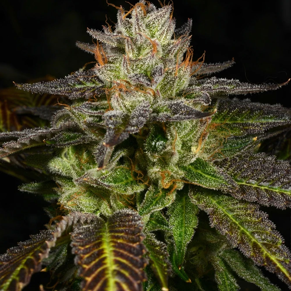 Ice Cream Cone Regular Cannabis Seeds by Archive Seedbank Wholesale