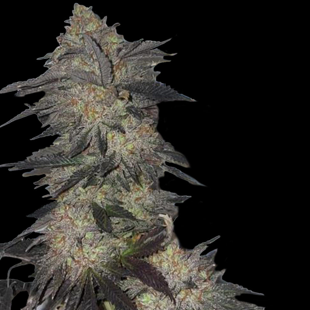 Jetlag Female Weed Seeds by The Plug Seedbank