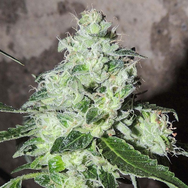 Headbanger Regular Cannabis Seeds Wholesale