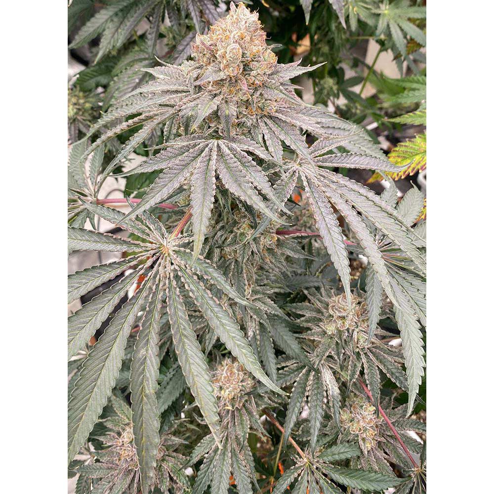 Apple B Feminized Cannabis Seeds by Karma Genetics Wholesale