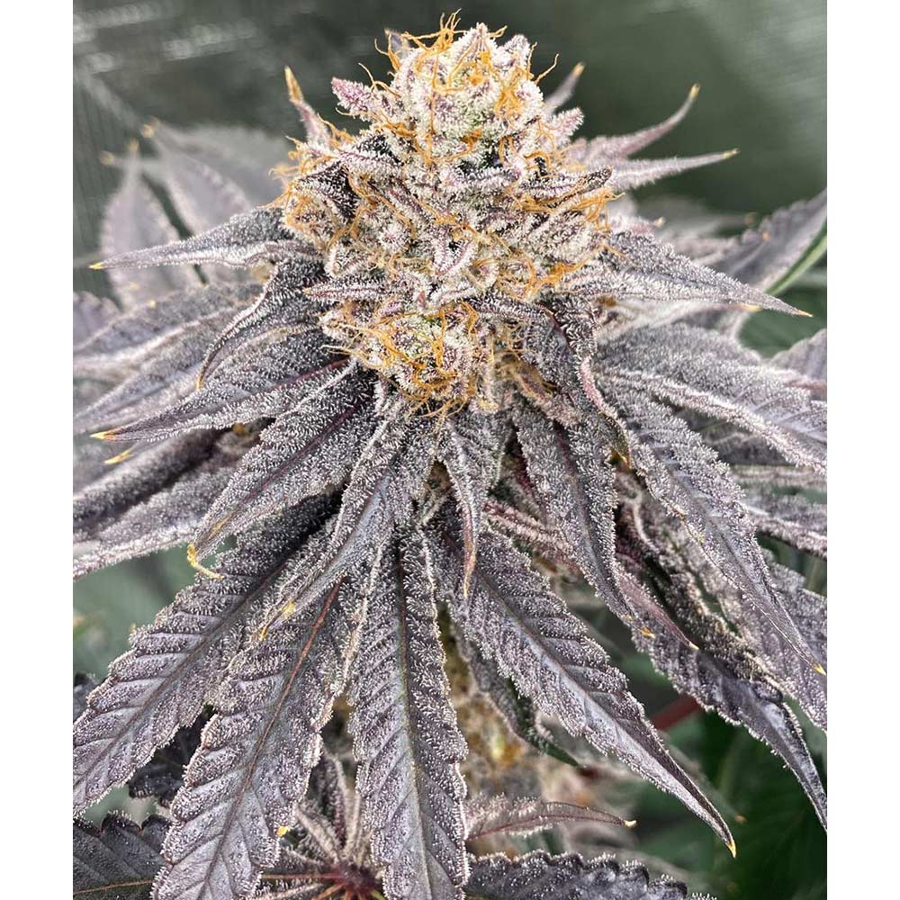 Biker 41 Feminized Cannabis Seeds by Karma Genetics Wholesale