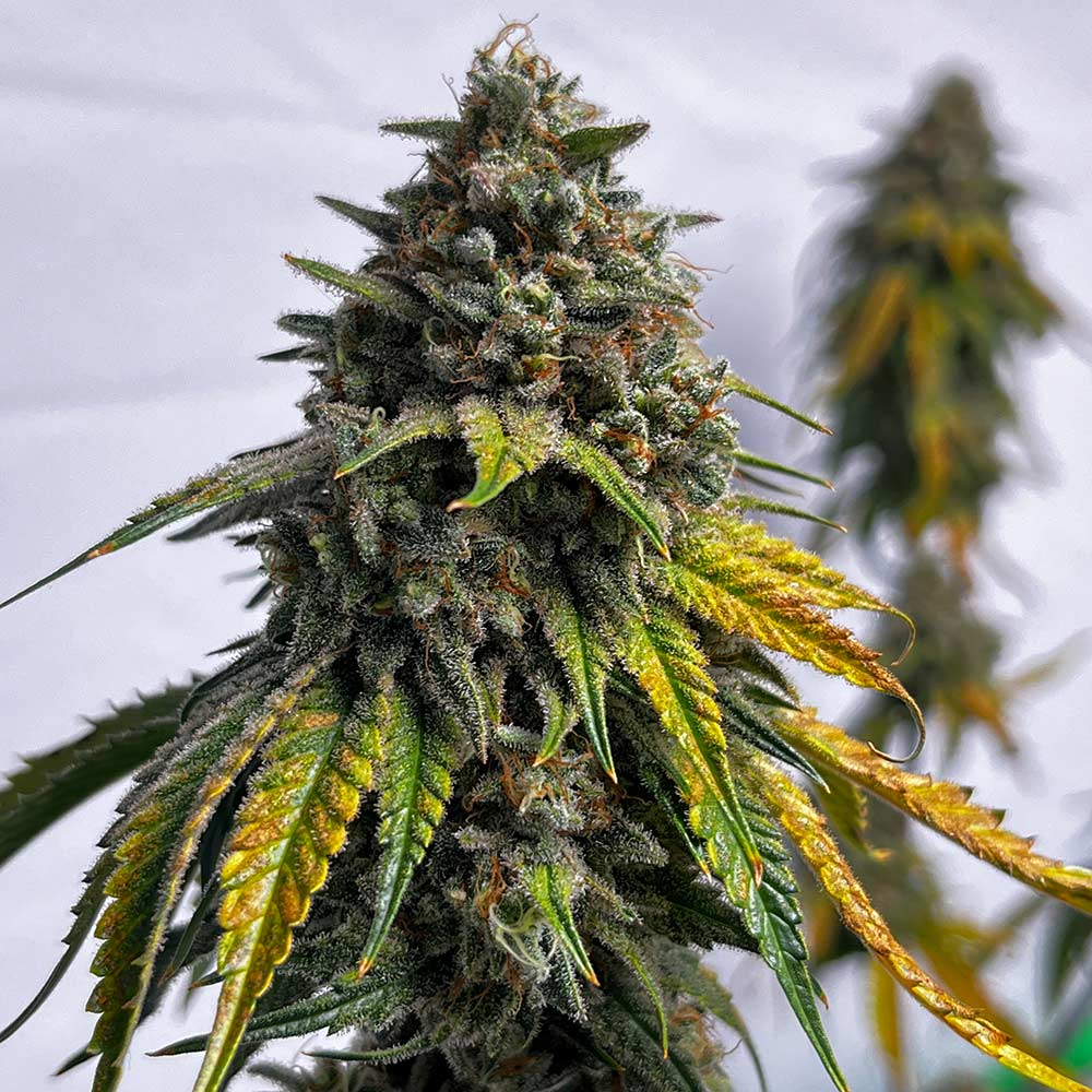 Cheddar Zi Regular Cannabis Seeds by Karma Genetics Wholesale