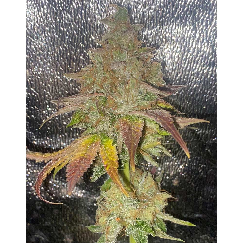 Melon Apple Zi Regular Cannabis Seeds by Karma Genetics Wholesale