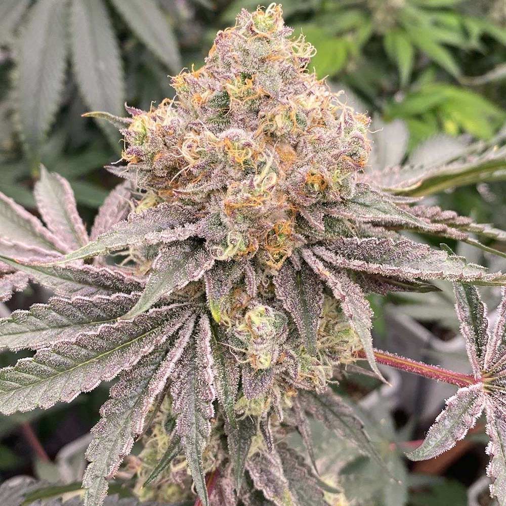 Mop Chopper Feminized Cannabis Seeds by Karma Genetics Wholesale