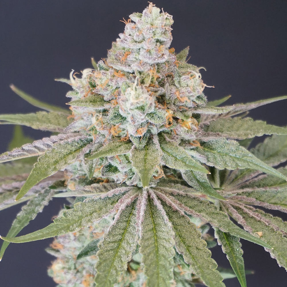 Now N Melon Female Cannabis Seeds by Karma Genetics Wholesale