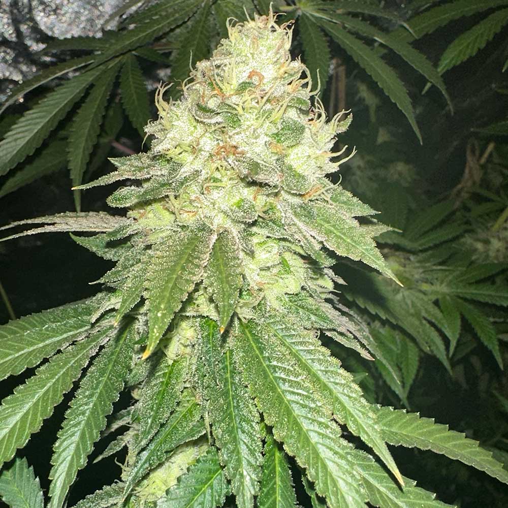 Pinky Sour Regular Cannabis Seeds by Karma Genetics Wholesale