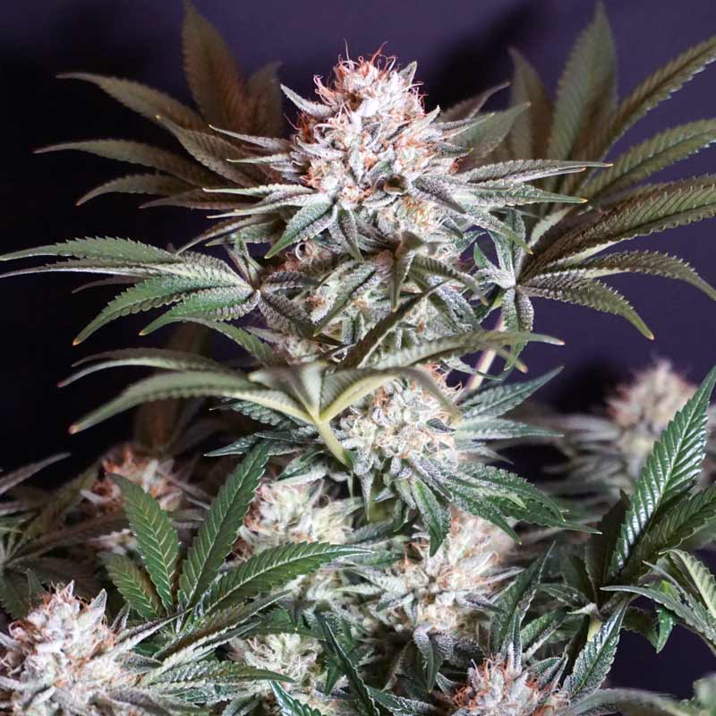 Rocky Melon Female Weed Seeds by Karma Genetics Wholesale