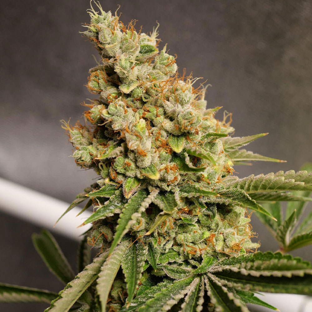 Shipera Sour Regular Cannabis Seeds by Karma Genetics Wholesale