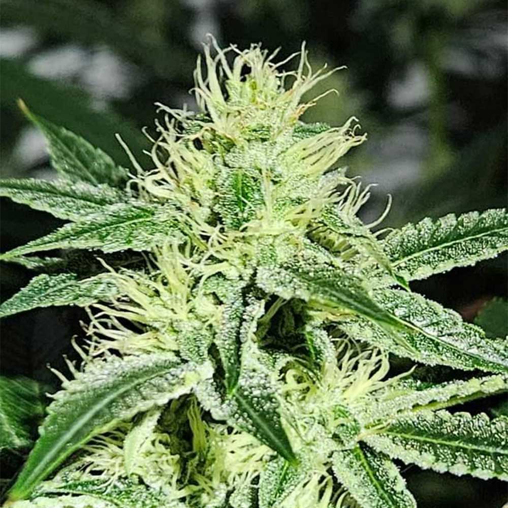 Sweatband OG Regular Cannabis Seeds Wholesale