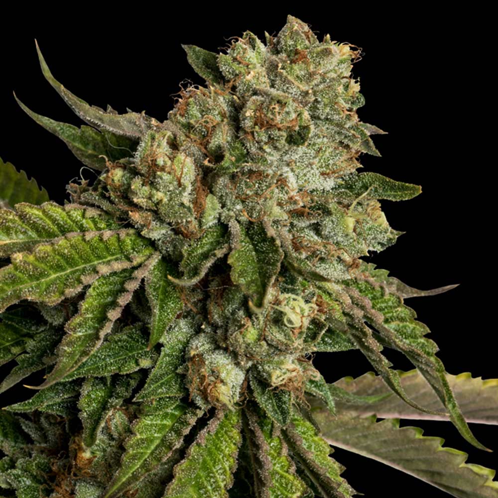 KOSHER KUSH FEMALE CANNABIS SEEDS BY DNA GENETICS