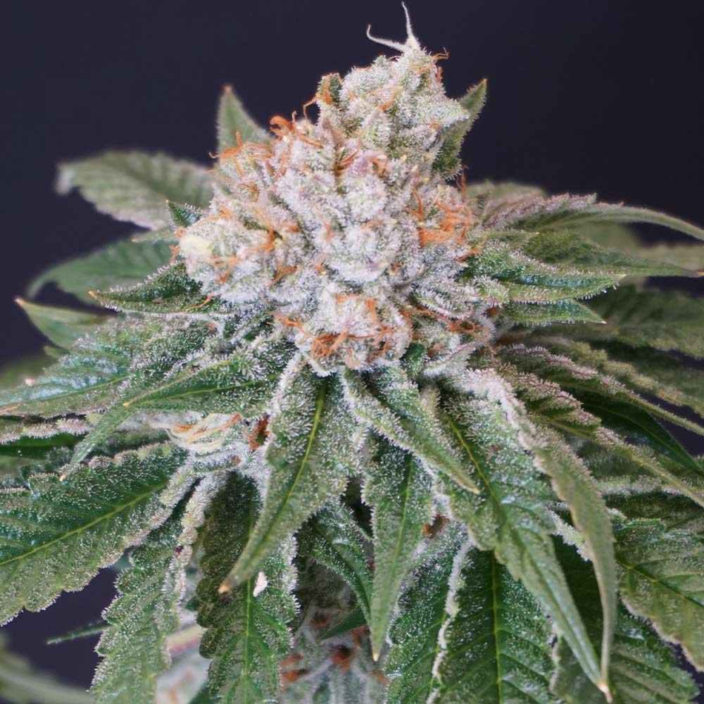 Kushi Melon Female Weed Seeds by Karma Genetics Wholesale