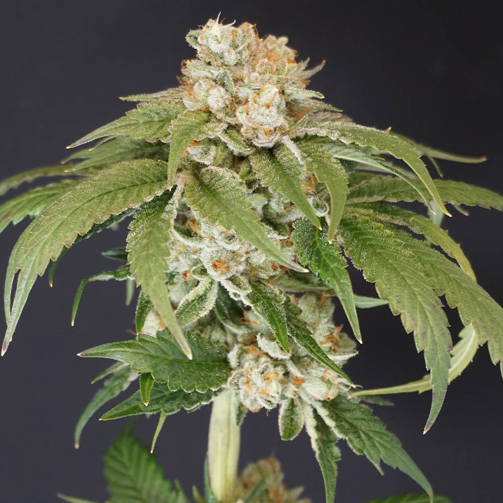 Kushi Melon Female Weed Seeds by Karma Genetics Wholesale