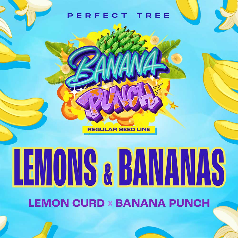 LEMONS & BANANAS REGULAR CANNABIS SEEDS BY PERFECT TREE