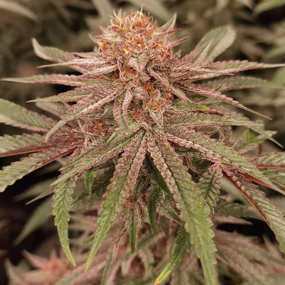 London Velvet Cake Female Weed Seeds by Conscious Genetics