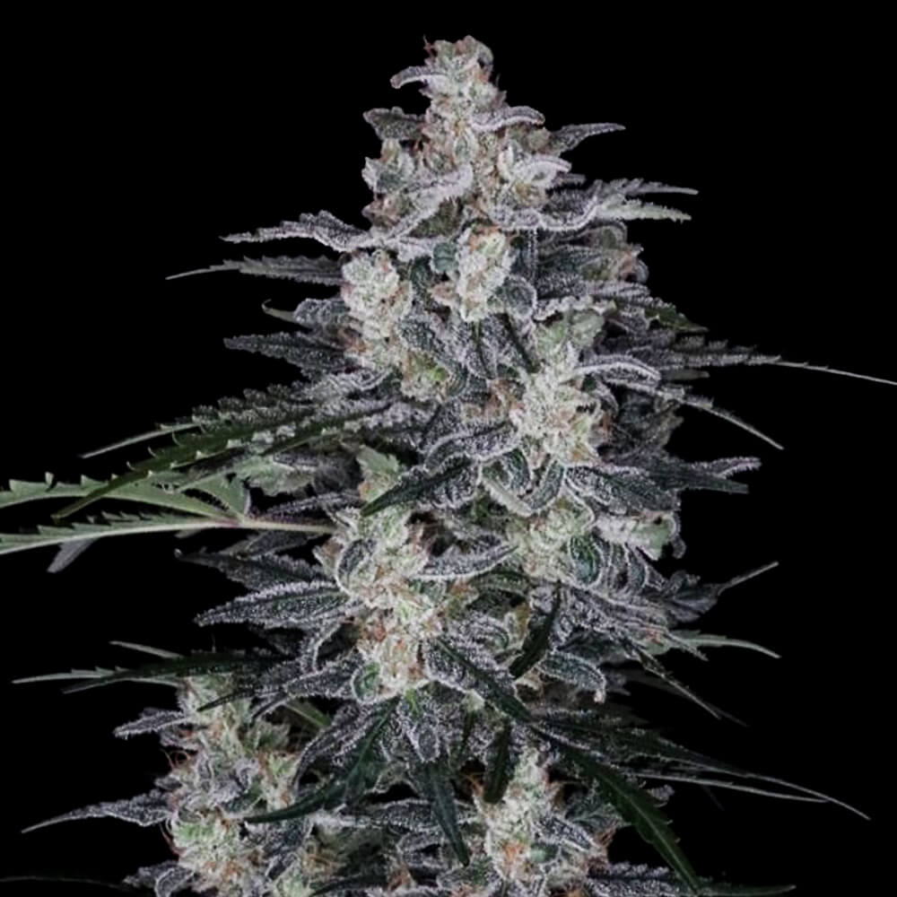 MACNANA AUTOFLOWERING CANNABIS SEEDS DNA GENETICS