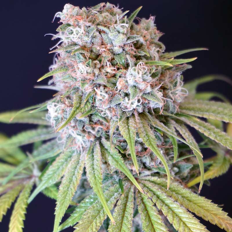 Melon Cheddar Female Weed Seeds by Karma Genetics Wholesale