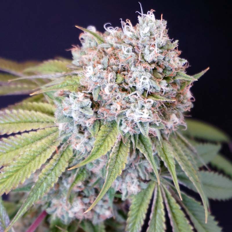 Melo Rado Female Weed Seeds by Karma Genetics Wholesale