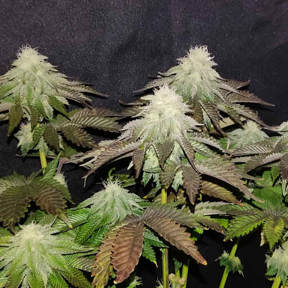 Zi Melon Karma Genetics Regular Cannabis Seeds Wholesale