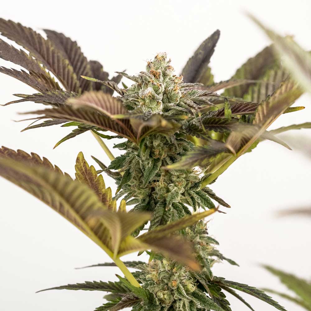 MERENGÓN Feminized Cannabis Seeds by Black Tuna Seeds