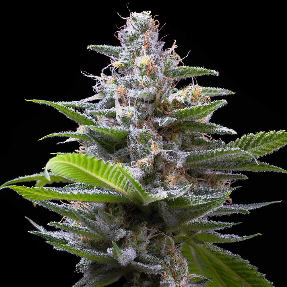 Murder Hornet Feminized