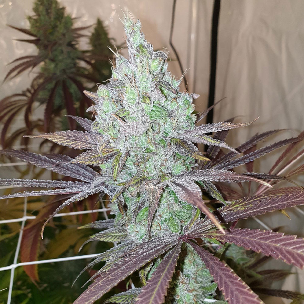 Now N Frutti Female Cannabis Seeds by Karma Genetics Wholesale