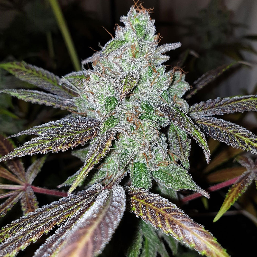 Now N Frutti Female Cannabis Seeds by Karma Genetics Wholesale