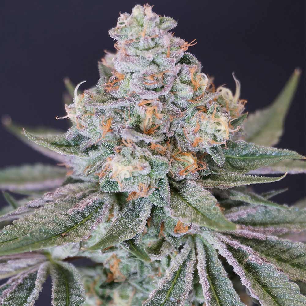 Now N Melon Female Cannabis Seeds by Karma Genetics Wholesale