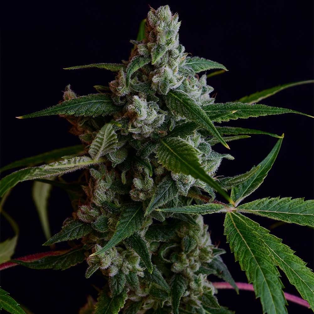 OGLA78 BX Regular Cannabis Seeds Green Bodhi Wholesale